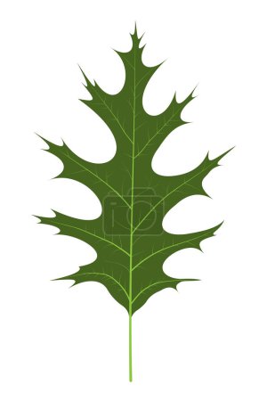 Illustration for Leaf of Swamp Oak (Quercus palustris) - Royalty Free Image