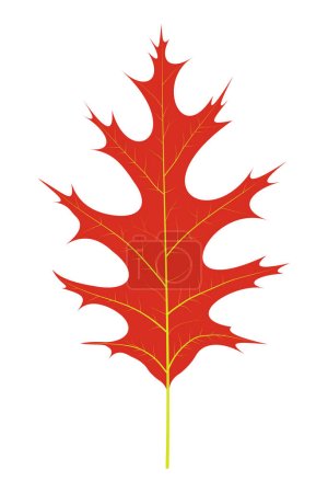Illustration for Autumn Red Leaf of Swamp Oak (Quercus palustris) - Royalty Free Image