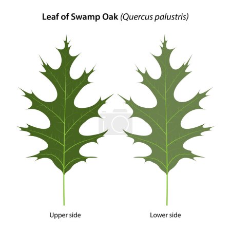Illustration for Leaf of Swamp Oak (Quercus palustris) - Royalty Free Image