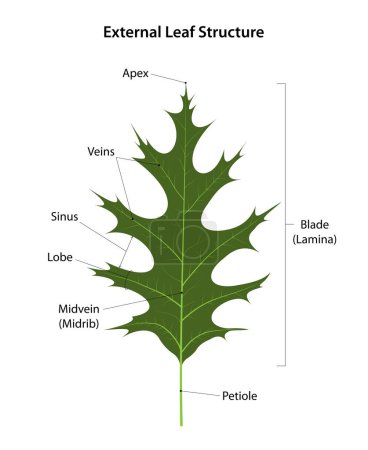 Illustration for External Leaf (of Swamp Oak) Structure - Royalty Free Image
