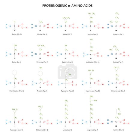 Téléchargez les illustrations : 20 acides aminés protéinogènes. Formules structurelles. - en licence libre de droit