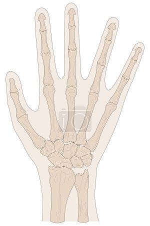 Illustration for Bones of the right hand, dorsal (posterior) view - Royalty Free Image