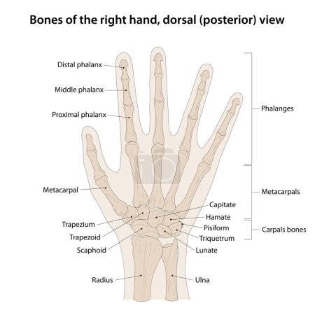 Ilustración de Huesos de la mano derecha, vista dorsal (posterior) - Imagen libre de derechos