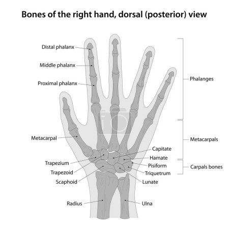 Ilustración de Huesos de la mano derecha, vista dorsal (posterior) - Imagen libre de derechos