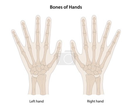 Ilustración de Huesos de las manos, vista dorsal (posterior) - Imagen libre de derechos
