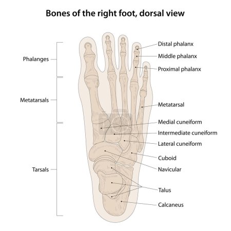 Foto de Huesos del pie derecho, vista dorsal - Imagen libre de derechos