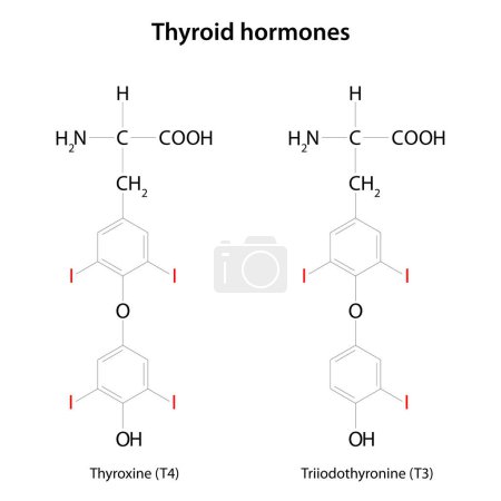Illustration for Thyroid hormones: thyroxine (T4) and triiodothyronine (T3). - Royalty Free Image