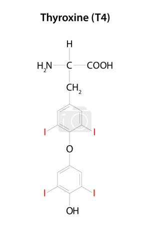 Ilustración de Tiroxina (T4). Una de las dos hormonas principales secretadas por la glándula tiroides. Fórmula química. - Imagen libre de derechos