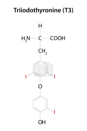 Ilustración de Triyodotironina (T3). Una de las dos hormonas principales secretadas por la glándula tiroides. Fórmula química. - Imagen libre de derechos