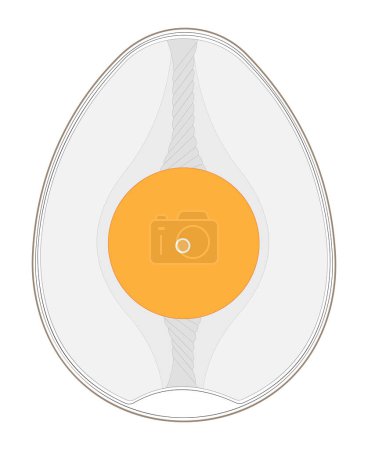 Ilustración de Huevo de gallina fertilizado (contiene blastodermo). - Imagen libre de derechos