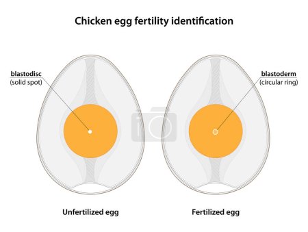Identificación de fertilidad del huevo de pollo. óvulos fertilizados contienen blastodermo, mientras que los óvulos no fertilizados contienen blastodisco. 