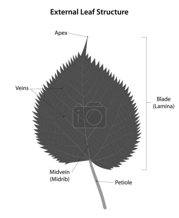 Illustration for External leaf (of linden) structure. Black and White. - Royalty Free Image