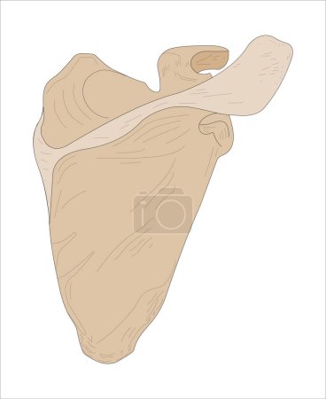 Ilustración de Right scapula, posterior (dorsal) aspect. - Imagen libre de derechos