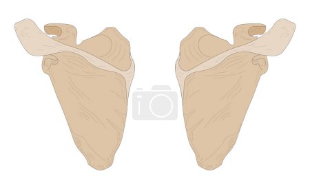 Ilustración de Left Scapula and Right Scapula. Posterior (dorsal) view. - Imagen libre de derechos