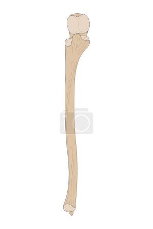 Illustration for Human skeletal bone. The Ulna of the Right Forearm. Anterior (ventral) view. - Royalty Free Image