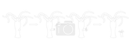 Illustration for Hydra budding. Asexual Reproduction. Black and white illustration. - Royalty Free Image