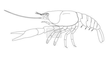 Ilustración de Crayfish External Anatomy (lateral view). Black and white illustration. - Imagen libre de derechos
