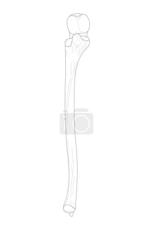 Illustration for The Ulna of the Right Forearm. Anterior (ventral) view. Black and white illustration. - Royalty Free Image