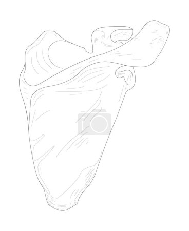 Ilustración de Right scapula, posterior (dorsal) aspect. Black and white illustration. - Imagen libre de derechos