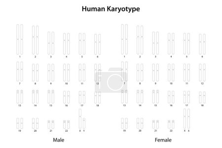 Foto de Cariotipo humano (masculino y femenino) - Imagen libre de derechos