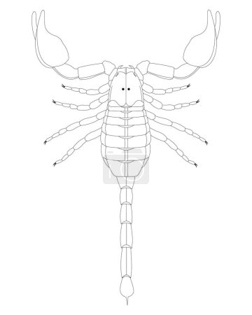 Illustration for Scorpion anatomy (dorsal view). Black and white. - Royalty Free Image
