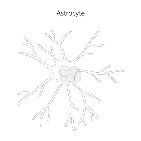 Illustration for Astrocyte. Glial cell. Black and white illustration. - Royalty Free Image