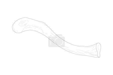 Ilustración de Right clavicle. Superior view. Black and white illustration. - Imagen libre de derechos