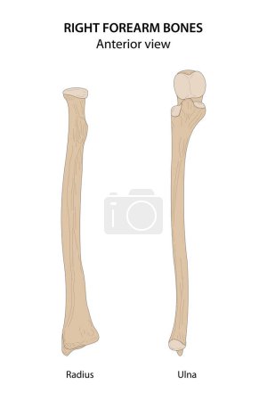 Illustration for Right forearm bones (Radius and Ulna). Anterior view. - Royalty Free Image