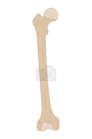 Illustration for Right Femur. Anterior (ventral) view. - Royalty Free Image
