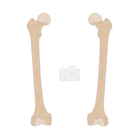 Foto de Huesos del esqueleto humano. Femur derecho y Femur izquierdo. Vista anterior (ventral). - Imagen libre de derechos