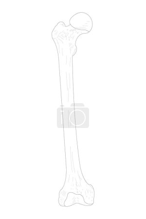 Ilustración de Fémur derecho. Vista anterior (ventral). Ilustración en blanco y negro. - Imagen libre de derechos