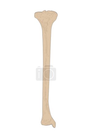 Illustration for The Tibia of the Right Leg. Anterior (ventral) view. - Royalty Free Image