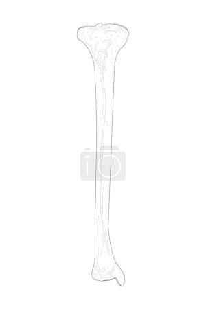 Illustration for The Tibia of the Right Leg. Anterior (ventral) view. Black and white illustration. - Royalty Free Image