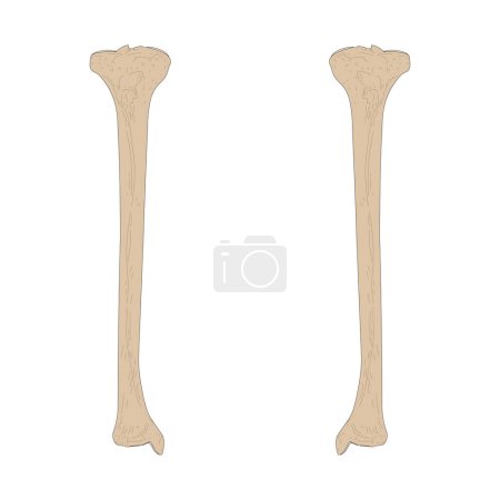 Illustration for Bones of the human skeleton. The Tibia of the Right Leg and The Tibia of the Left Leg. Anterior (ventral) view. - Royalty Free Image