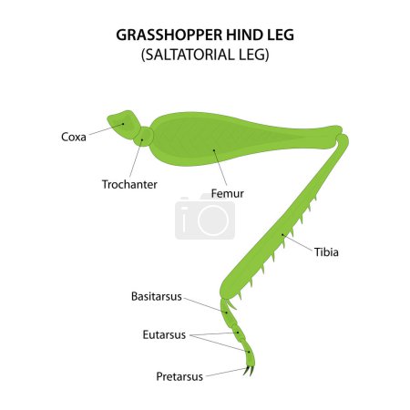 Téléchargez les illustrations : Grasshopper hind leg. Saltatorial (jumping) leg. - en licence libre de droit