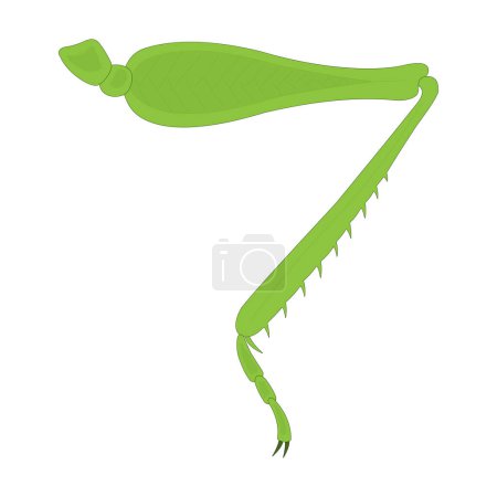 Ilustración de Grasshopper hind leg. Saltatorial (jumping) leg. - Imagen libre de derechos