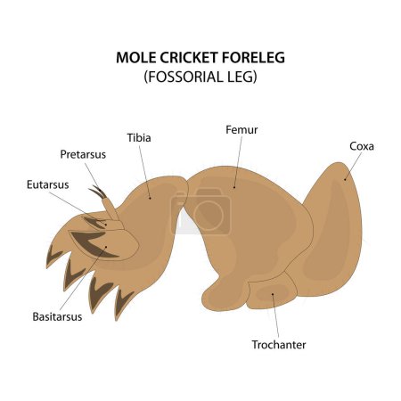 Ilustración de Mole cricket foreleg. Fossorial leg. - Imagen libre de derechos