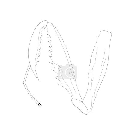 Ilustración de Mantid foreleg. Raptorial (grasping) leg. Black and white illustration. - Imagen libre de derechos