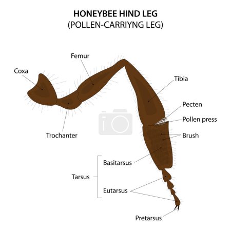 Ilustración de Honeybee hind leg. Pollen-carrying leg. - Imagen libre de derechos