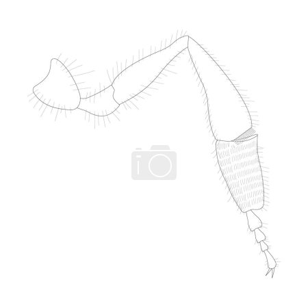 Ilustración de Honeybee hind leg. Pollen-carrying leg. Black and white illustration. - Imagen libre de derechos
