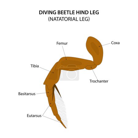 Ilustración de Diving beetle hind leg. Natatorial leg. - Imagen libre de derechos