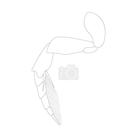 Ilustración de Diving beetle hind leg. Natatorial leg. Black and white illustration. - Imagen libre de derechos