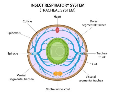 Illustration for Insect respiratory system (tracheal system). Cross section through the abdomen illustrating of the tracheation. - Royalty Free Image