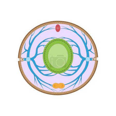 Illustration for Insect respiratory system (tracheal system). Cross section through the abdomen illustrating of the tracheation. - Royalty Free Image