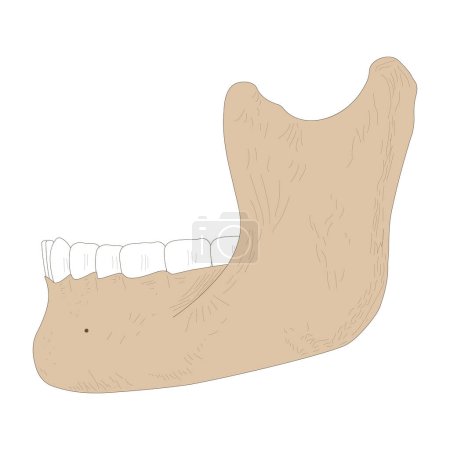 Illustration for Lower jaw (mandible) is the skull bone. - Royalty Free Image