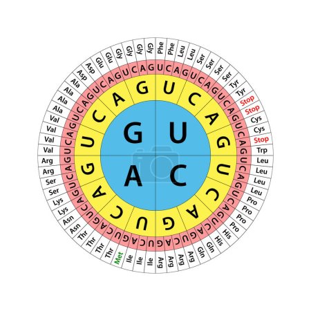 Ilustración de La tabla de códigos genéticos. El conjunto completo de relaciones entre codones y aminoácidos. - Imagen libre de derechos