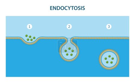 Illustration for Endocytosis is the process in which substances are brought into the cell. - Royalty Free Image