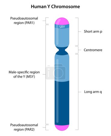 Ilustración de El cromosoma Y es el cromosoma sexual masculino. El gen cromosómico Y más importante es el SRY, que es el gen responsable de la formación de testículos y características masculinas.. - Imagen libre de derechos
