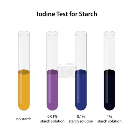 Illustration for Iodine Test for Starch Results - Royalty Free Image