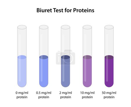 Foto de Prueba de Biuret para Proteínas (prueba de Piotrowski) - Imagen libre de derechos